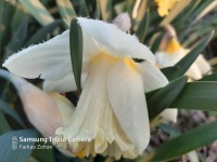 /album/fenykepgaleria/a20200404-070118-jpg1/