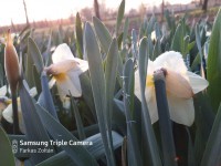 /album/fenykepgaleria/a20200404-070318-jpg1/